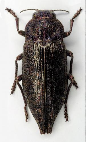 Dicerca alni